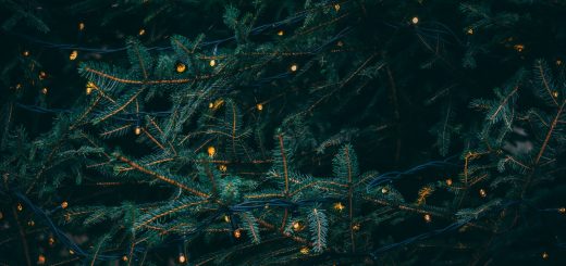 green pine tree with fireflies